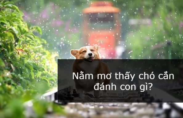 Nằm mơ thấy chó cắn đánh con gì